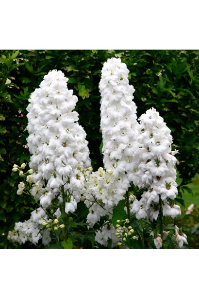 Дельфініум Меджік Фонтейн Пур Вайт у саду на піку цвітіння